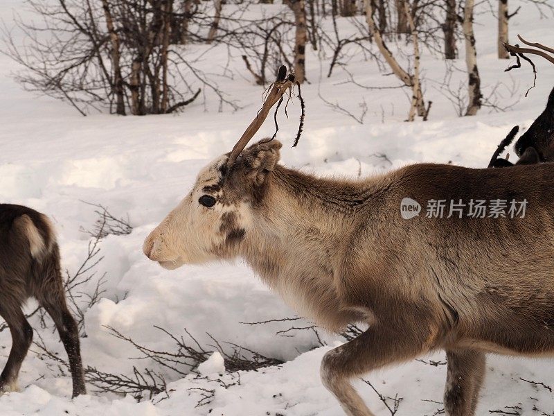 驯鹿在雪地里行走- 01